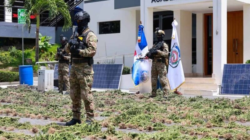 DNCD Desmantela Importantes Cultivos de Marihuana en el Sur del País