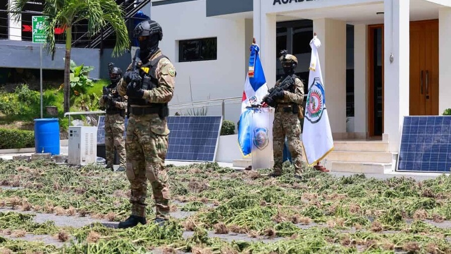 DNCD Desmantela Importantes Cultivos de Marihuana en el Sur del País