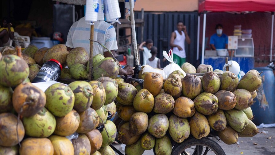 República Dominicana Apuesta por la Expansión del Coco en el Caribe