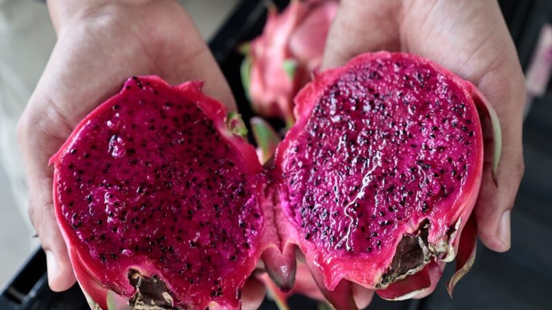 Pitahaya Dominicana Conquista Europa y Aspira al Mercado Estadounidense