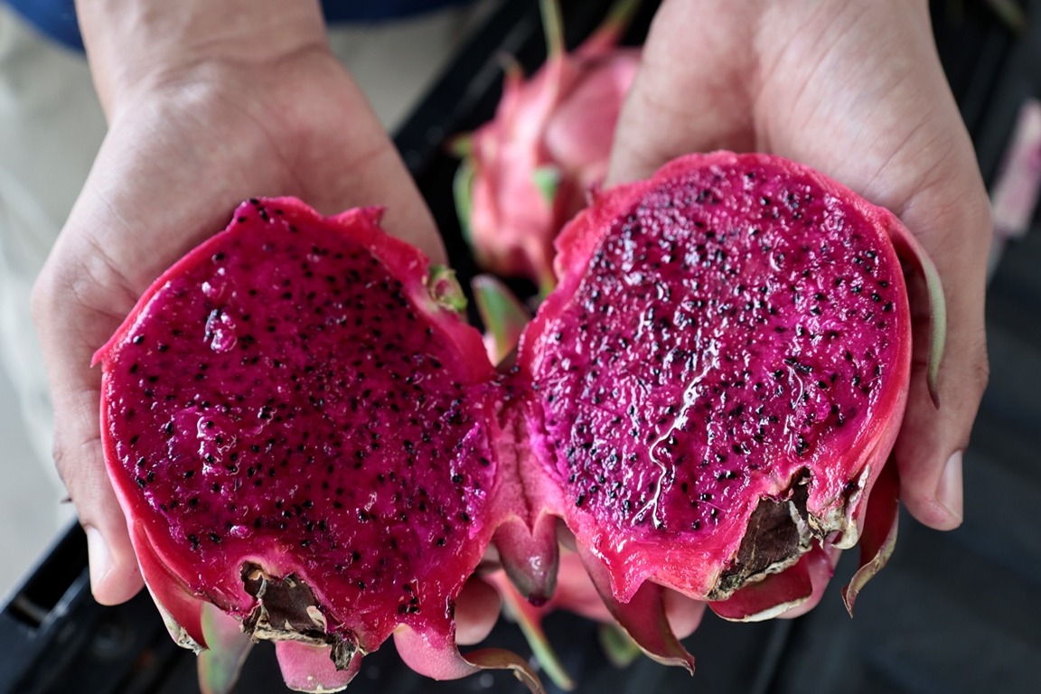 Pitahaya Dominicana Conquista Europa y Aspira al Mercado Estadounidense