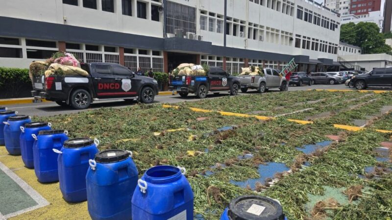 Operativo en San José de Ocoa: Decomisan 3,533 Plantas de Marihuana