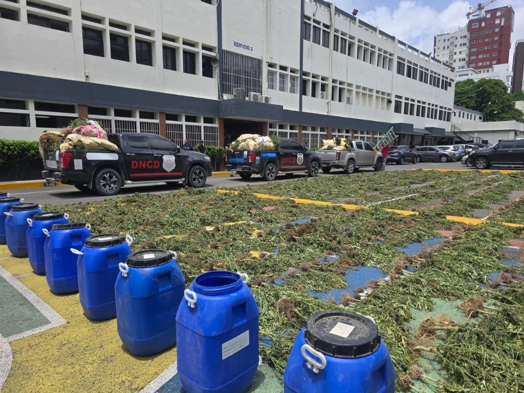 Operativo en San José de Ocoa: Decomisan 3,533 Plantas de Marihuana