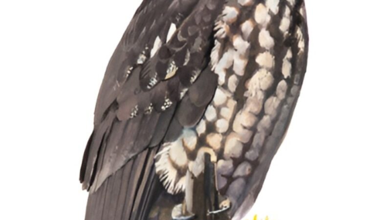 Descubre la Fauna de la Isla: Mitos y Realidades en Exposición Única