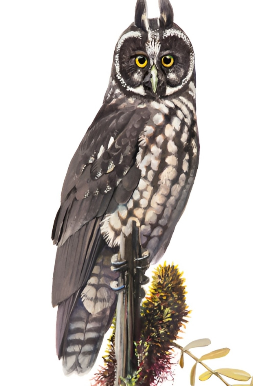 Descubre la Fauna de la Isla: Mitos y Realidades en Exposición Única