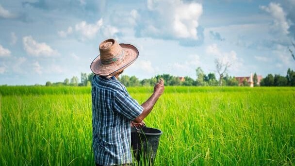 Nagua: El Corazón Productivo del Arroz en República Dominicana