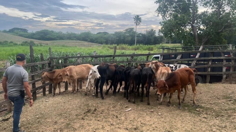 APROLECHE Celebra Condena por Robo de Ganado en La Victoria