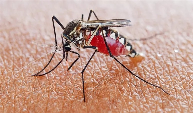 Azua y San Juan: Epicentros de la Malaria en República Dominicana