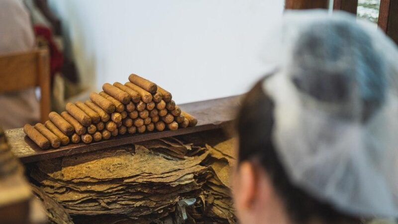 Industria del Tabaco Impulsa el Empleo y la Economía en República Dominicana