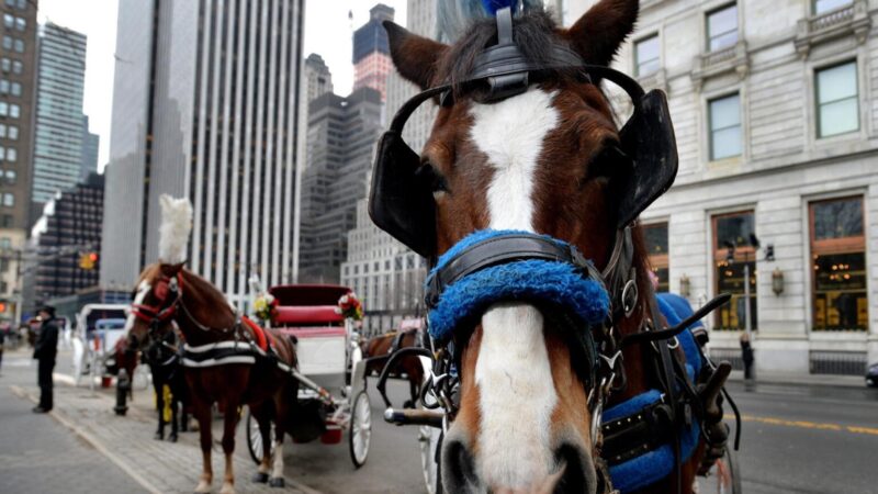 Nueva York Reactiva Paseos en Carruajes de Caballos en Medio de Controversia