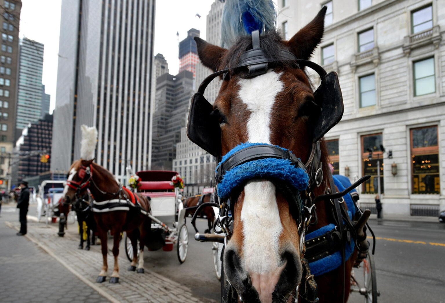 Nueva York Reactiva Paseos en Carruajes de Caballos en Medio de Controversia