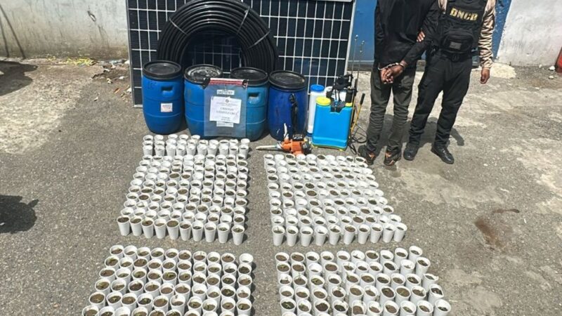 Desmantelan Plantación de Marihuana en Santo Domingo Oeste