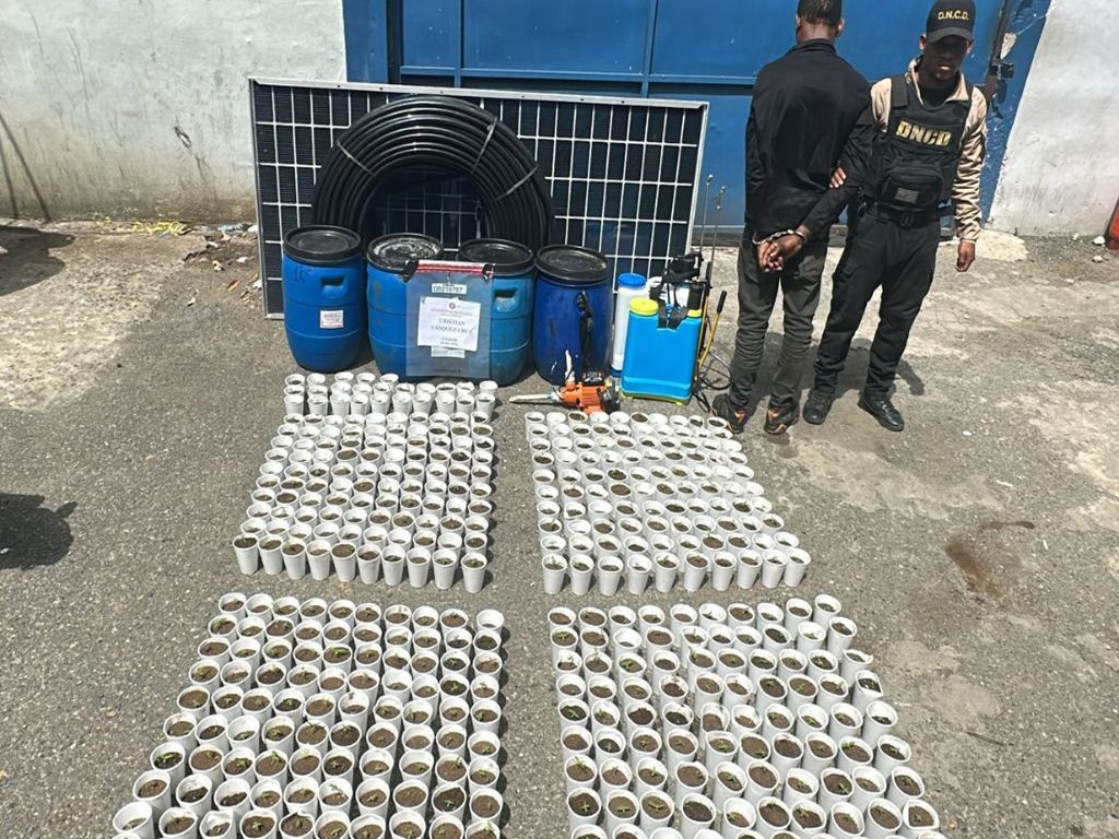 Desmantelan Plantación de Marihuana en Santo Domingo Oeste