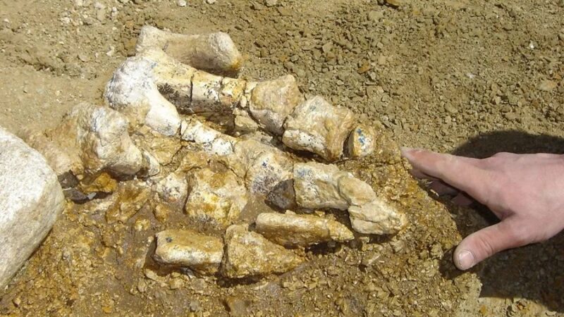 Descubren el Primer Hueso de Dinosaurio en la Antártida Tras 40 Años de Olvido