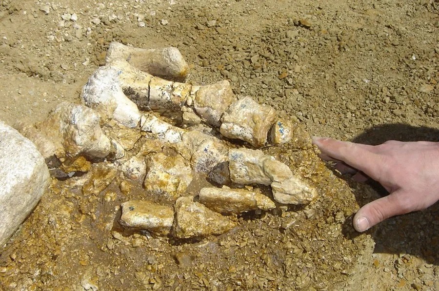 Descubren el Primer Hueso de Dinosaurio en la Antártida Tras 40 Años de Olvido