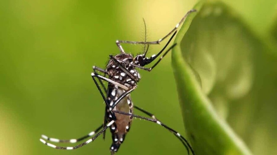 Debate sobre Mosquito Transgénico en República Dominicana: Avances y Retos