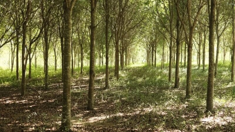 CAMIPE Aboga por Garantías de Cierre y Remediación en Nueva Ley Minera