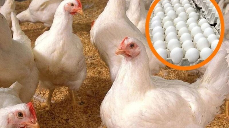 Avicultores Celebran Ley que Exonera Anticipo al Sector Agropecuario