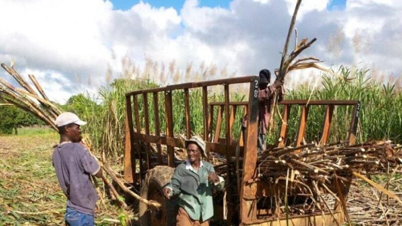 Recuperación Azucarera en RD: Jornaleros Haitianos Enfrentan Duras Condiciones