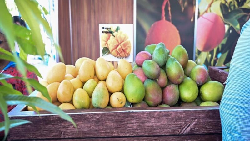 La expansión global del mango dominicano desde Baní