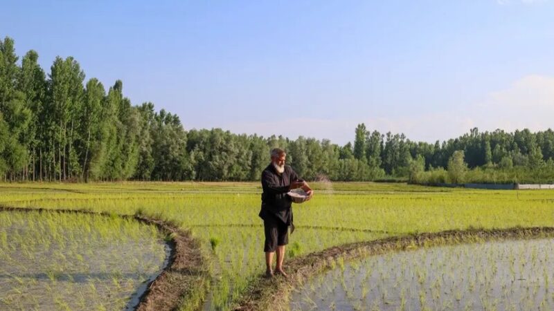 Impacto de la Crisis de Ormuz en la Agricultura y los Precios Globales