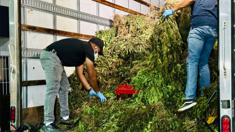 Desmantelan Cultivo de Marihuana de Más de 13,000 Libras en Ocoa