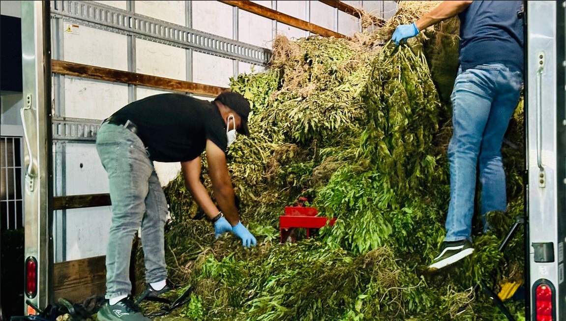 Desmantelan Cultivo de Marihuana de Más de 13,000 Libras en Ocoa