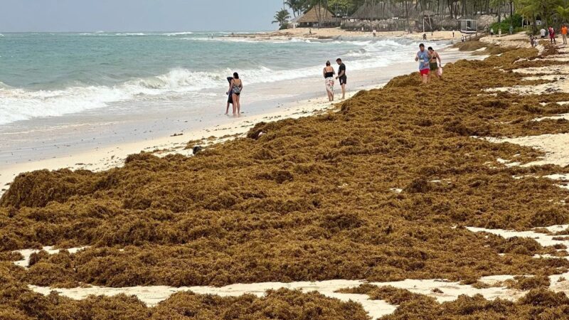 República Dominicana Frente al Desafío del Sargazo: Estrategias y Soluciones