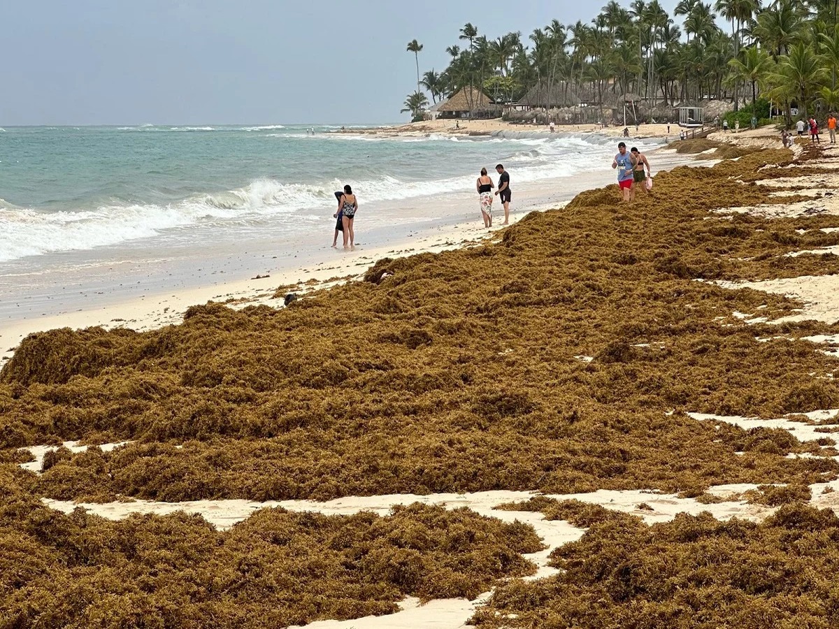 República Dominicana Frente al Desafío del Sargazo: Estrategias y Soluciones