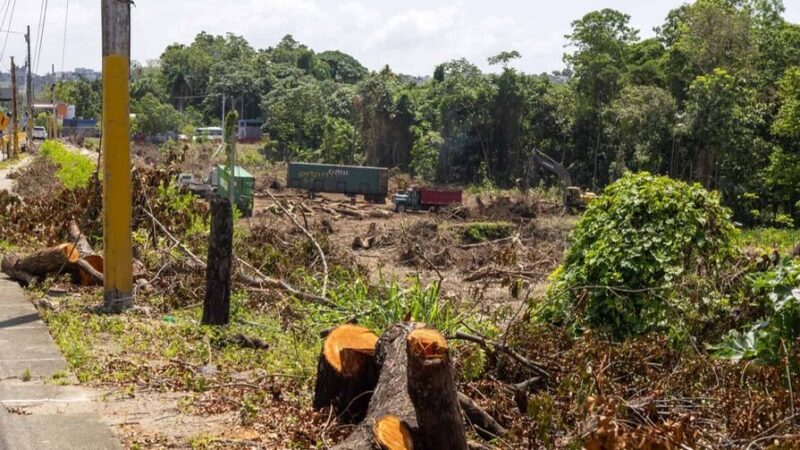 Medio Ambiente Compromete Reforestación tras Tala para Ampliar Peaje