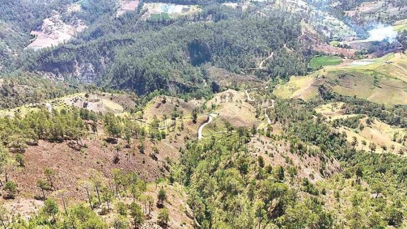 Descubren la Mayor Plantación de Marihuana en las Lomas de Ocoa