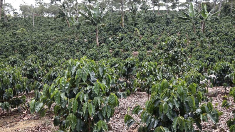 Caficultores de Jarabacoa Claman por Apoyo para Revitalizar el Sector