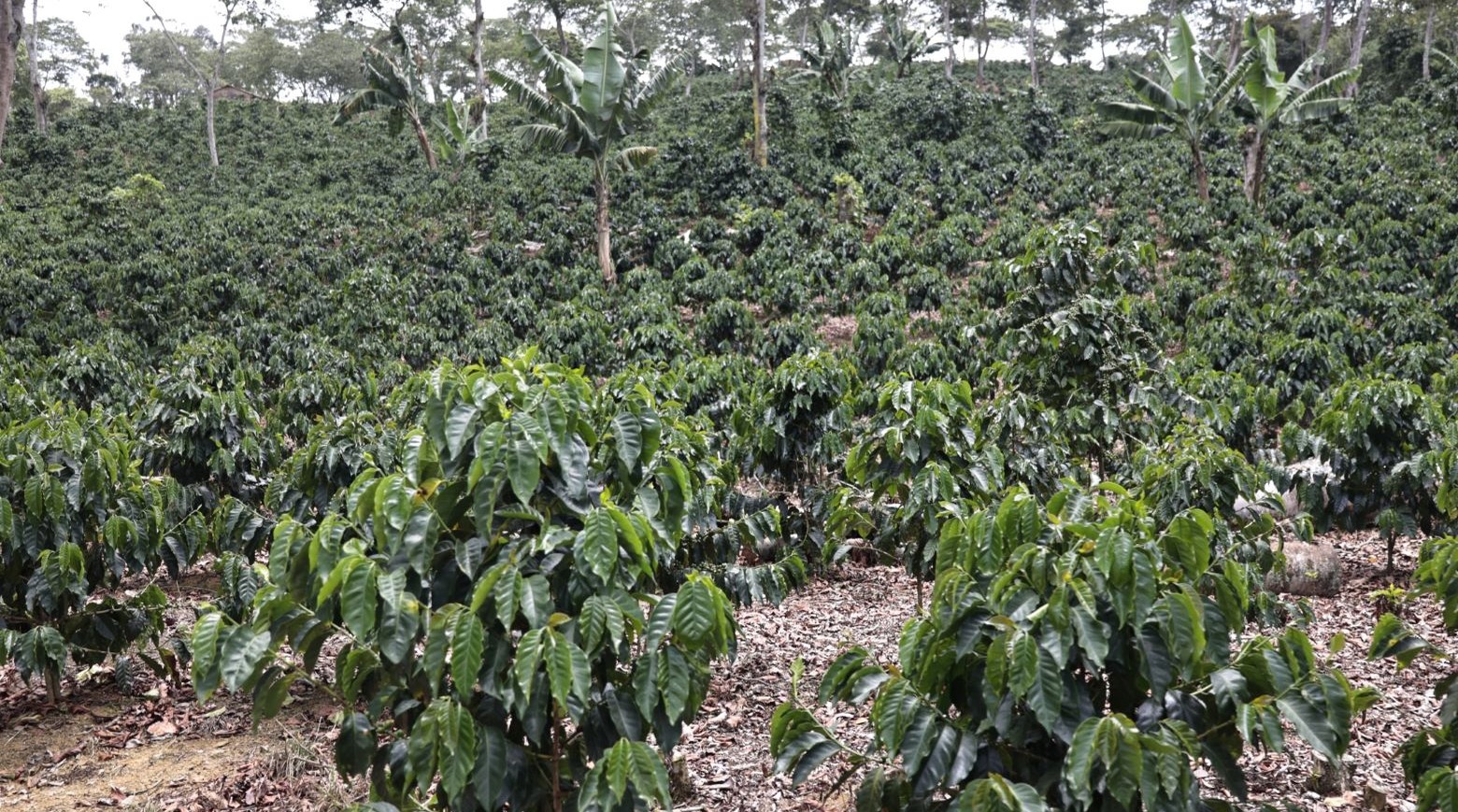 Caficultores de Jarabacoa Claman por Apoyo para Revitalizar el Sector