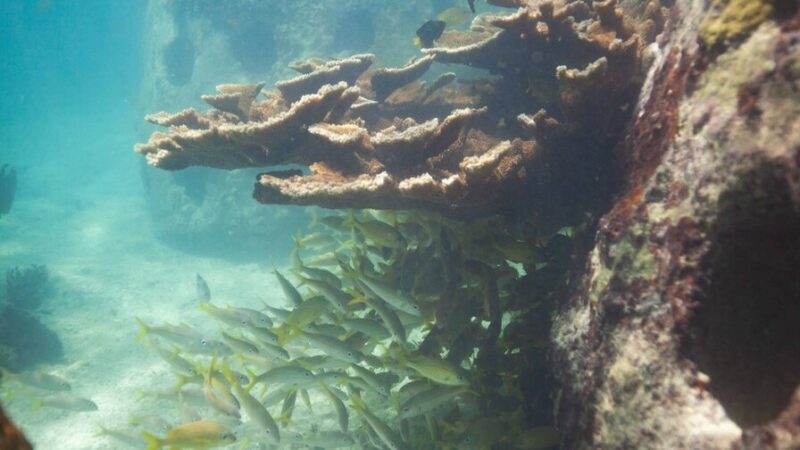 Impacto Económico de la Degradación de Ecosistemas Marinos en República Dominicana