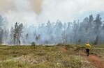 Incendio Afecta Zona Regenerada en Sierra de Bahoruco