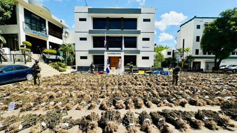 Liberados Tres Hombres Vinculados a Plantación de Marihuana en Ocoa