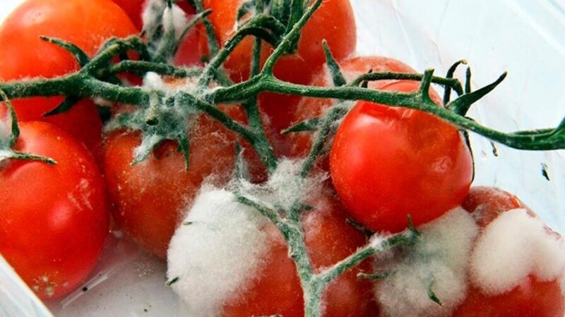 Desafíos en la Conservación de Alimentos Frescos y su Impacto en la Seguridad Alimentaria