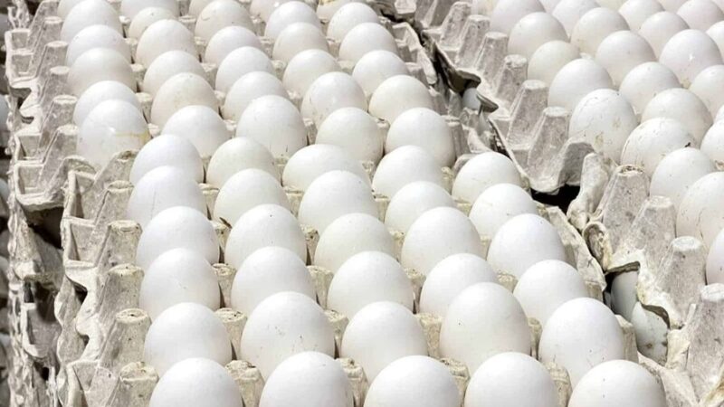 República Dominicana Retoma Exportaciones de Huevos a Cuba