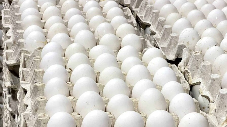 República Dominicana Retoma Exportaciones de Huevos a Cuba
