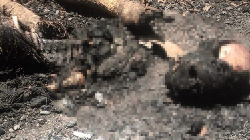 Autoridades Investigan Macabro Hallazgo de Restos Humanos en Dajabón
