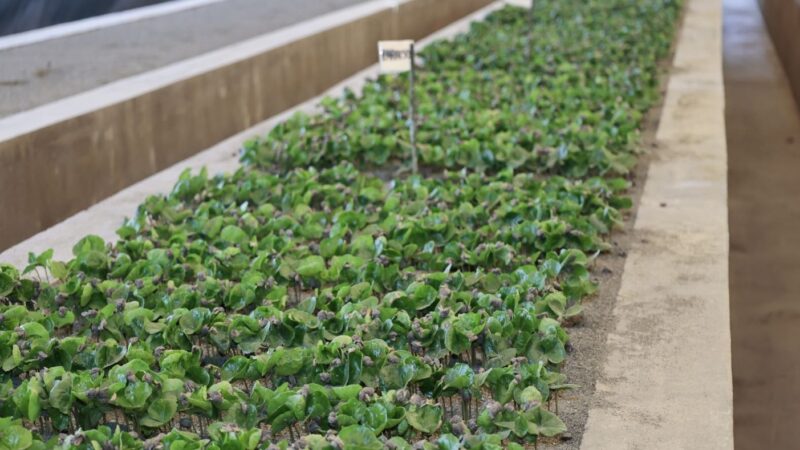Caficultura Sostenible: Impulso Económico y Ambiental en Comunidades Rurales