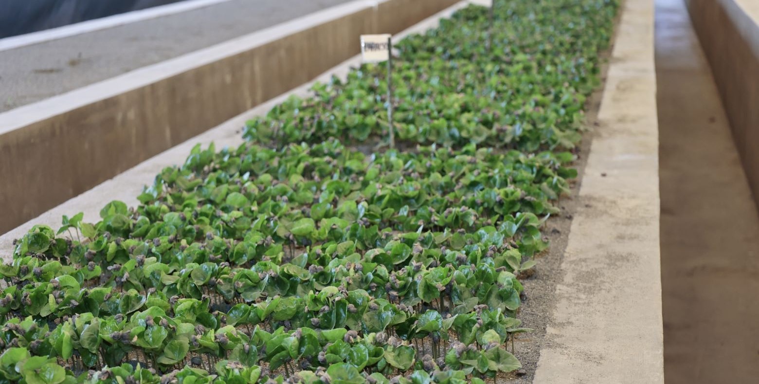 Caficultura Sostenible: Impulso Económico y Ambiental en Comunidades Rurales