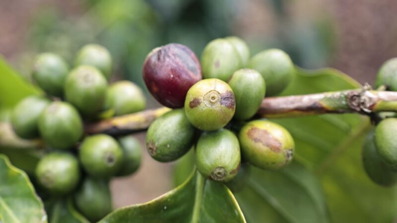 Café Dominicano Conquista Más de 53 Mercados Internacionales
