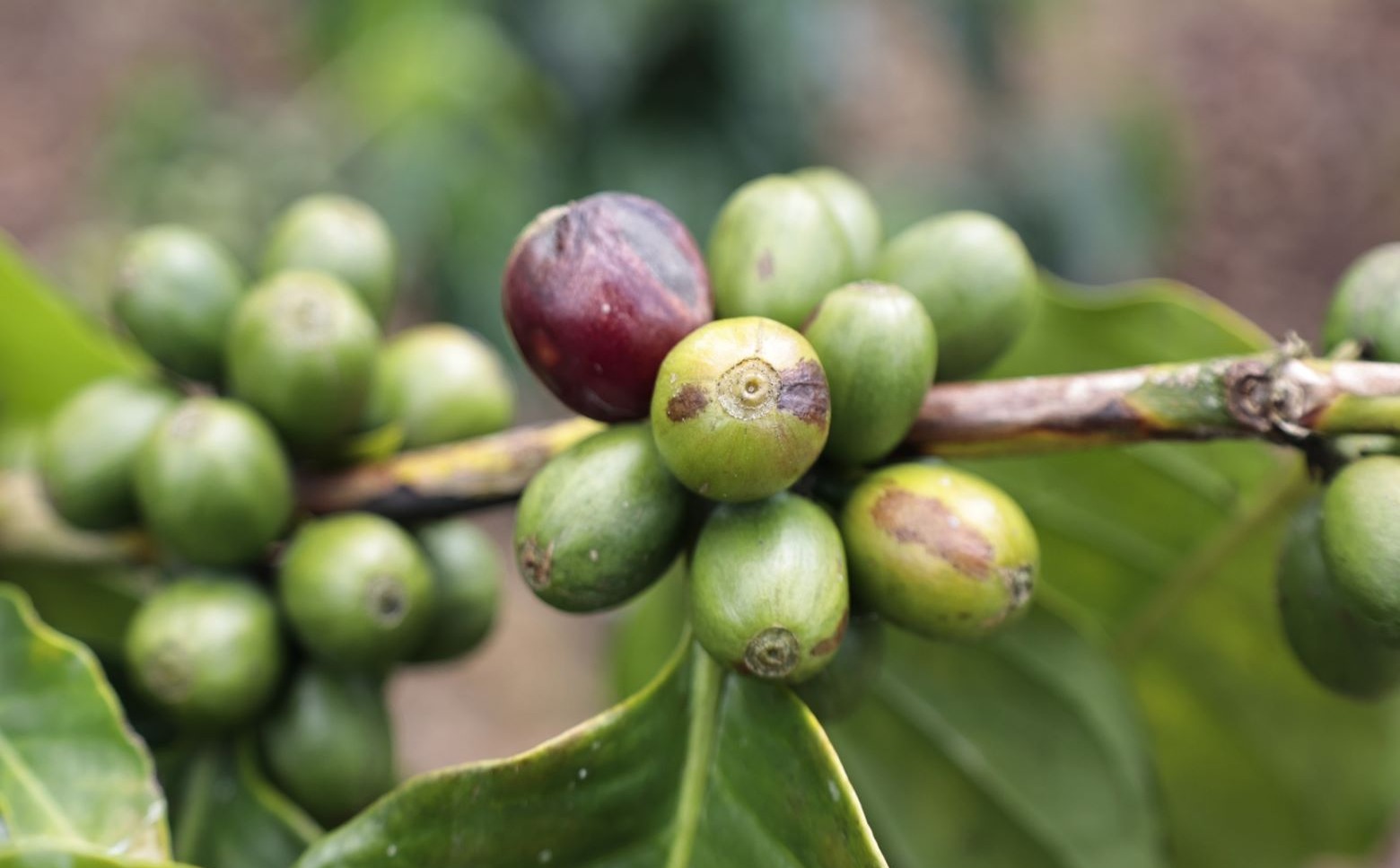Café Dominicano Conquista Más de 53 Mercados Internacionales