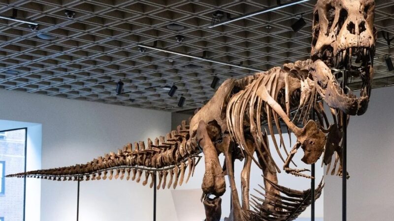 Esqueleto de T. Rex alcanza cifra récord en subasta de Nueva York
