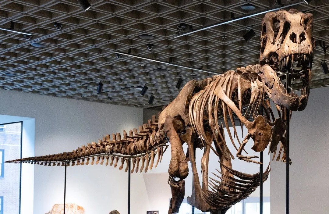 Esqueleto de T. Rex alcanza cifra récord en subasta de Nueva York