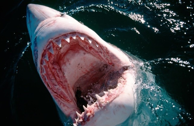 Impresionante Avistamiento de Tiburones Gigantes en Long Island