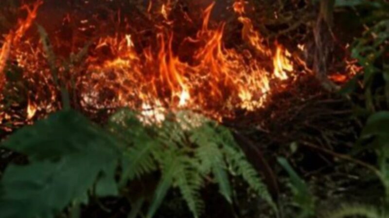 Incendio Forestal en Valle de Dios Aún Fuera de Control