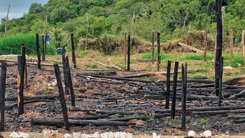 Ocoa: Epicentro de Operativos Antidrogas con Más de 15,000 Plantas de Marihuana Decomisadas