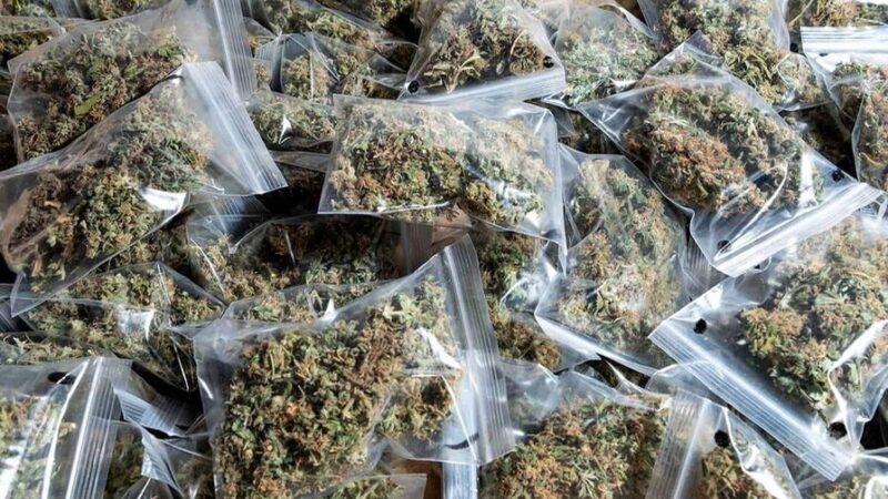 Aumento del Consumo de Marihuana en República Dominicana: Un Desafío Persistente